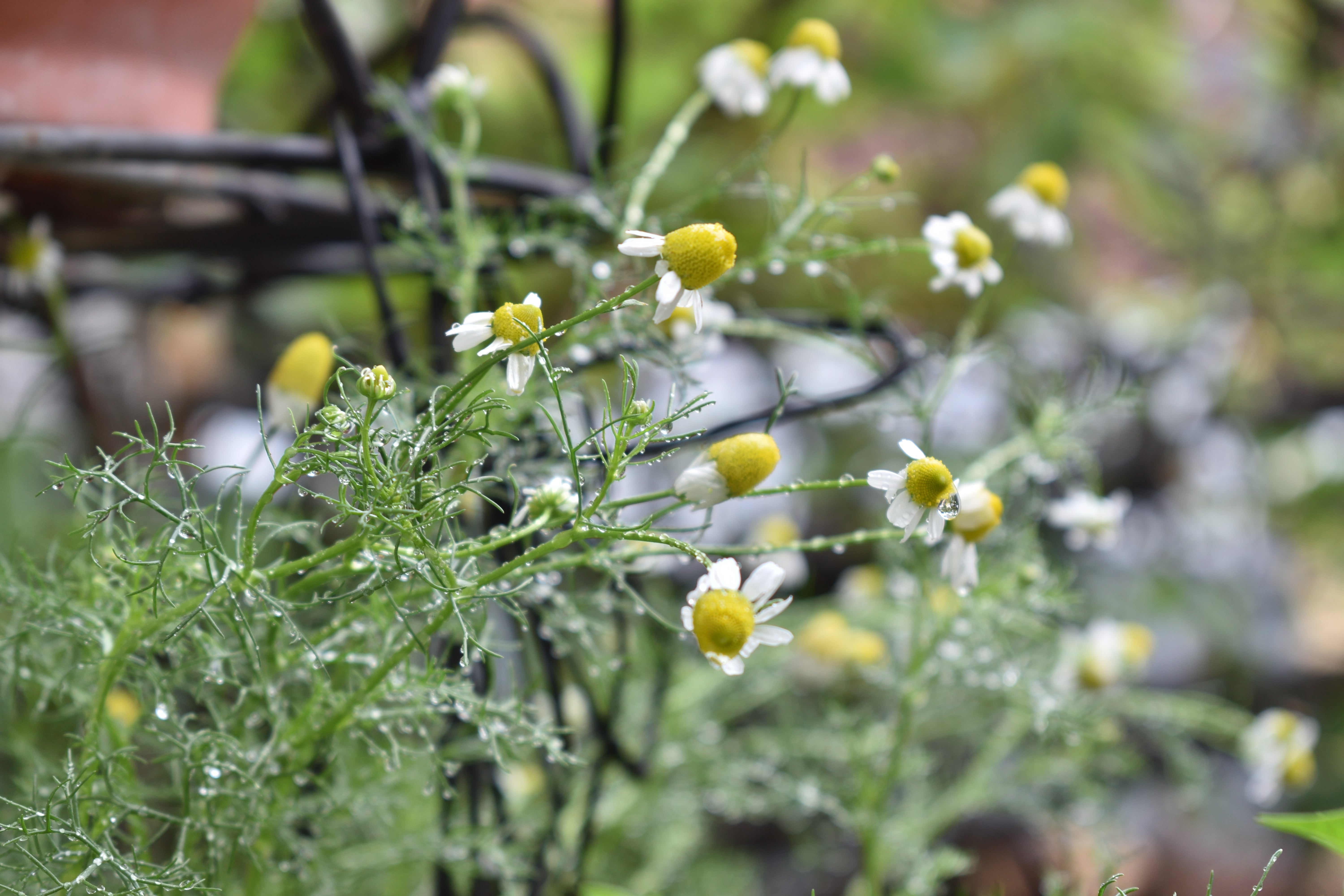 su jardin